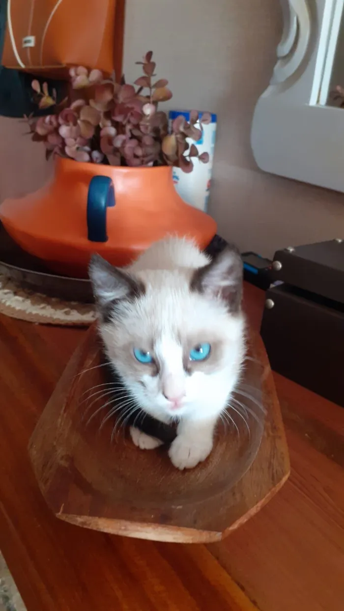 Gato raça SRD-ViraLata idade 2 a 6 meses nome Sem nome
