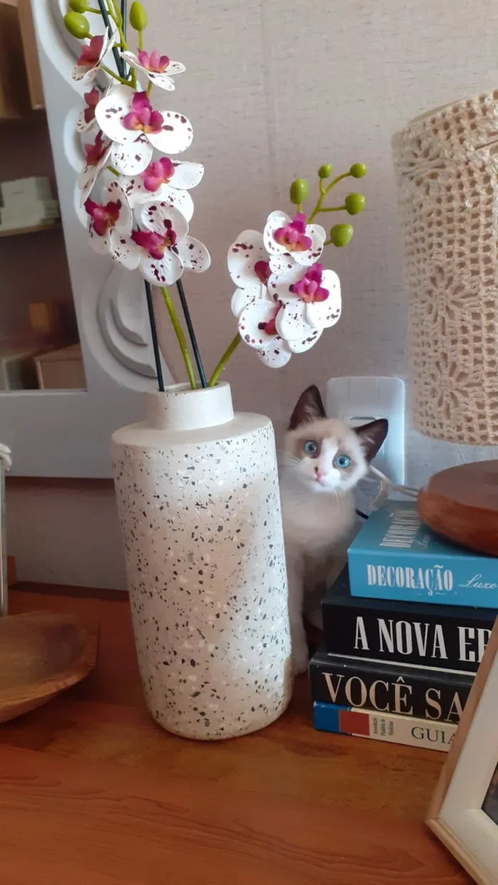 Gato raça SRD-ViraLata idade 2 a 6 meses nome Sem nome