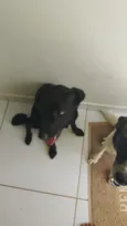 preta