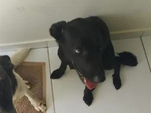 Cachorro raça SRD-ViraLata idade 1 ano nome preta