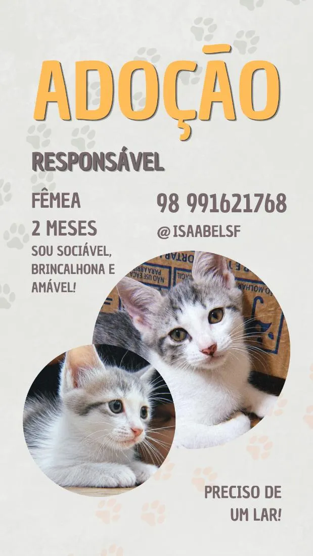 Gato raça SRD-ViraLata idade 2 a 6 meses nome Maquita