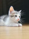Maquita