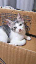 Maquita