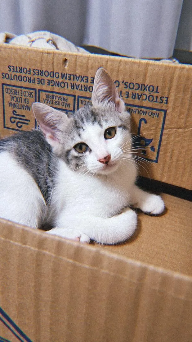 Gato raça SRD-ViraLata idade 2 a 6 meses nome Maquita