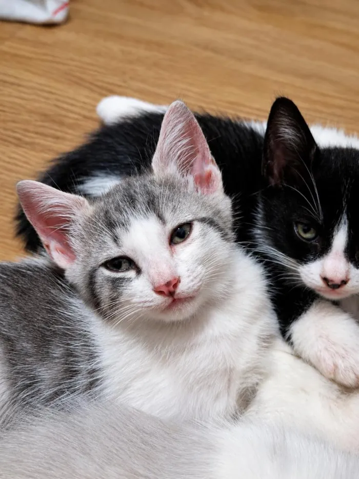 Gato raça SRD-ViraLata idade 2 a 6 meses nome Maquita