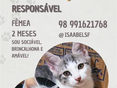 Gato raça SRD-ViraLata idade 2 a 6 meses nome Maquita
