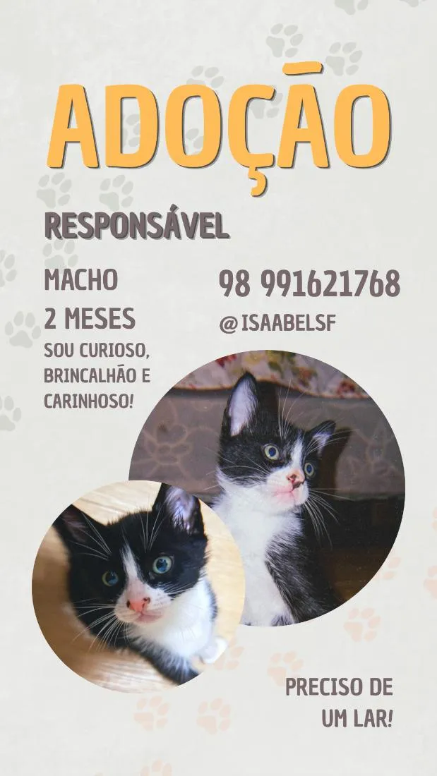 Gato raça SRD-ViraLata idade 2 a 6 meses nome Biscoito