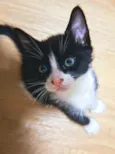 Biscoito