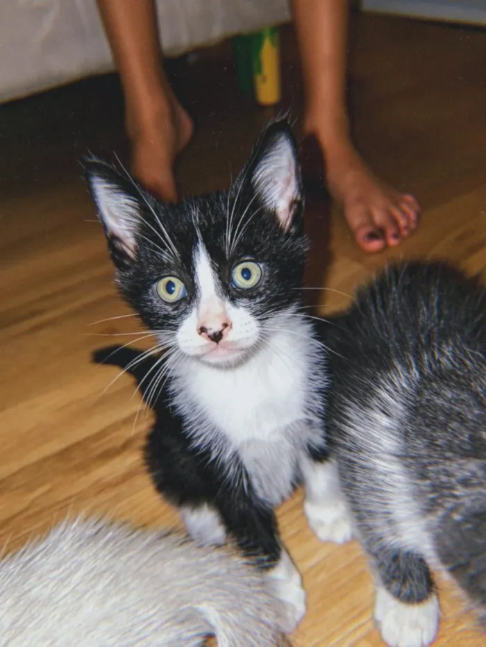 Gato raça SRD-ViraLata idade 2 a 6 meses nome Biscoito