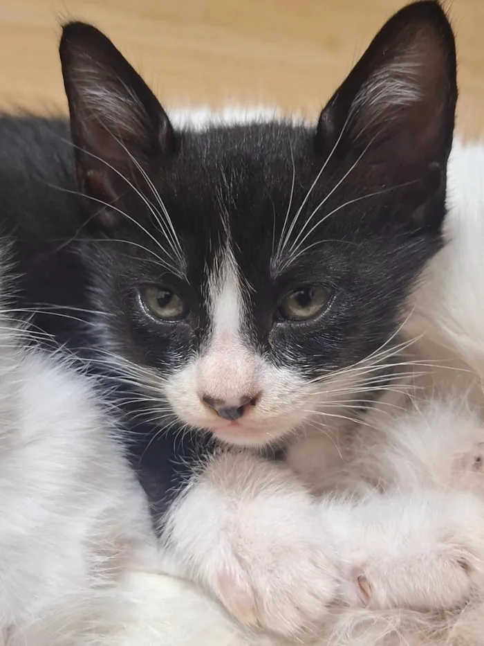 Gato raça SRD-ViraLata idade 2 a 6 meses nome Biscoito