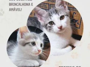 Gato raça SRD-ViraLata idade 2 a 6 meses nome Maquita