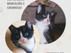 Gato raça SRD-ViraLata idade 2 a 6 meses nome Biscoito