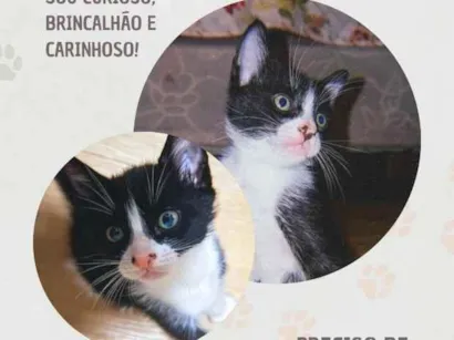 Gato raça SRD-ViraLata idade 2 a 6 meses nome Biscoito