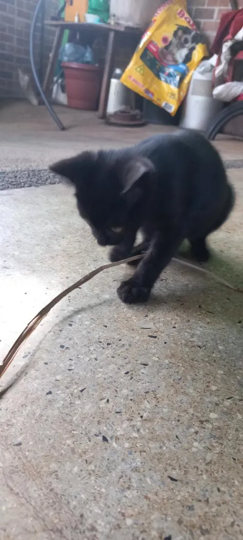 Gato raça SRD-ViraLata idade 2 a 6 meses nome Sem nome