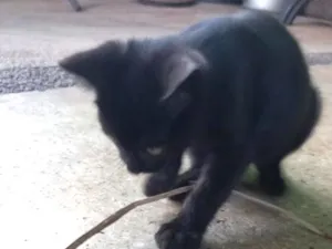 Gato raça SRD-ViraLata idade 2 a 6 meses nome Sem nome