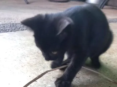 Gato raça SRD-ViraLata idade 2 a 6 meses nome Sem nome