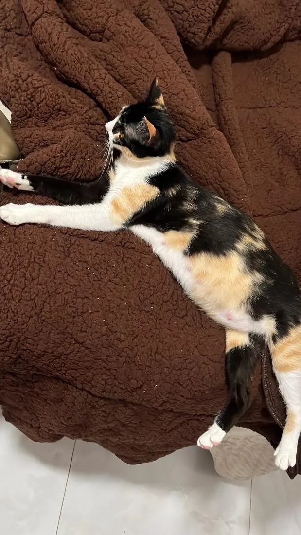 Gato raça SRD-ViraLata idade 1 ano nome Pandora