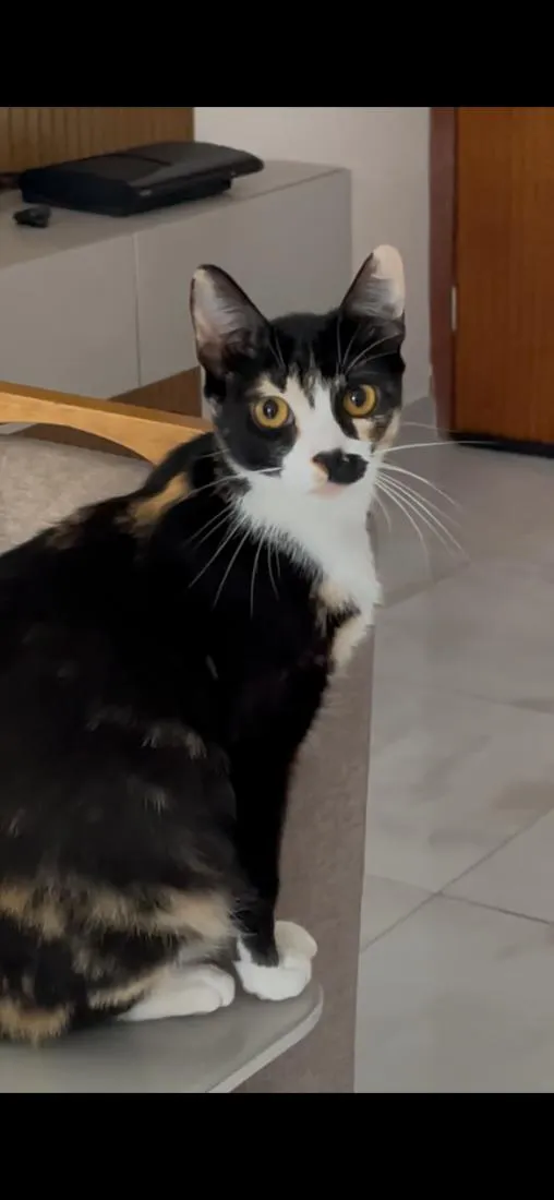 Gato raça SRD-ViraLata idade 1 ano nome Pandora