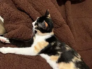 Gato raça SRD-ViraLata idade 1 ano nome Pandora