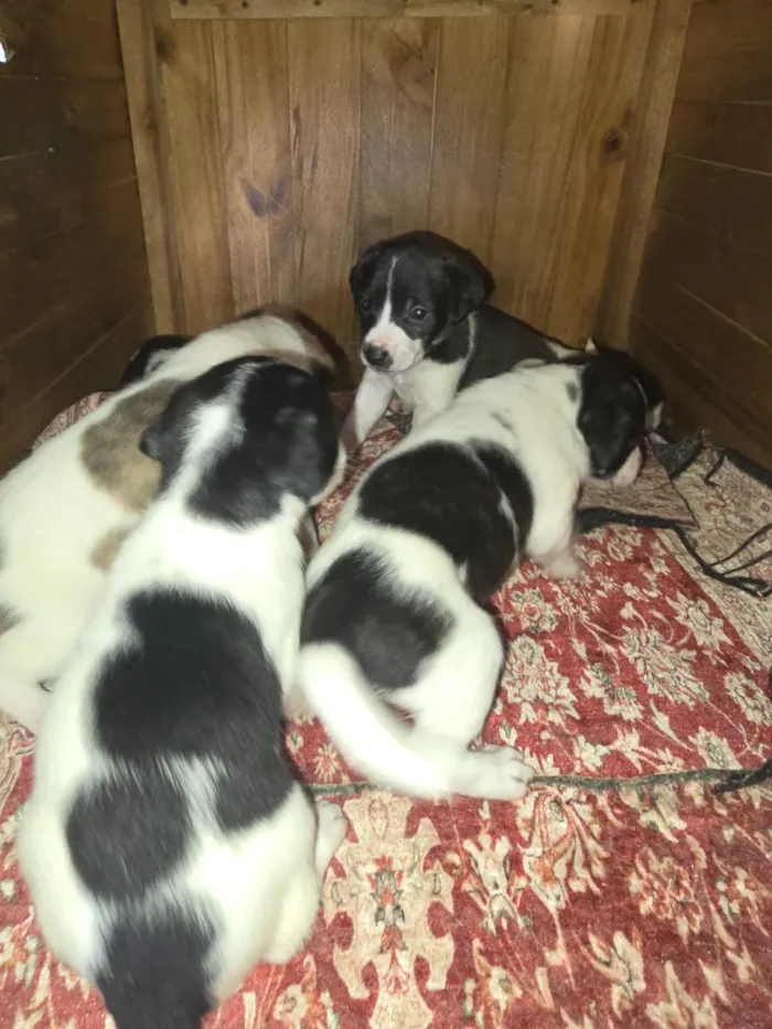 Cachorro raça SRD-ViraLata idade Abaixo de 2 meses nome Sem nome ainda