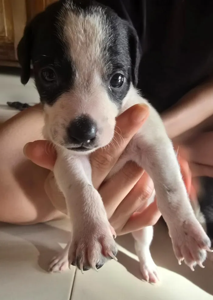 Cachorro raça SRD-ViraLata idade Abaixo de 2 meses nome Sem nome ainda