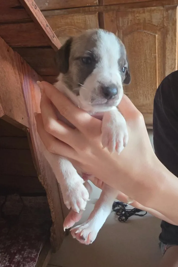 Cachorro raça SRD-ViraLata idade Abaixo de 2 meses nome Sem nome ainda