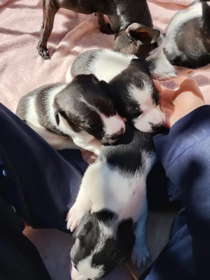 Cachorro raça SRD-ViraLata idade Abaixo de 2 meses nome Sem nome ainda