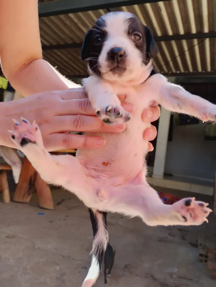 Cachorro raça SRD-ViraLata idade Abaixo de 2 meses nome Sem nome ainda