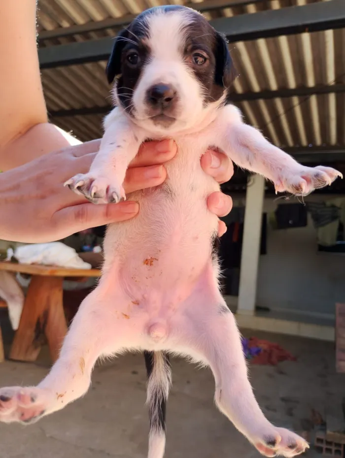 Cachorro raça SRD-ViraLata idade Abaixo de 2 meses nome Sem nome ainda