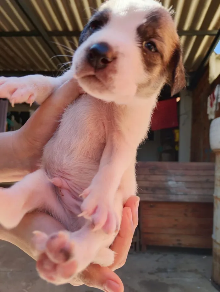 Cachorro raça SRD-ViraLata idade Abaixo de 2 meses nome Sem nome ainda