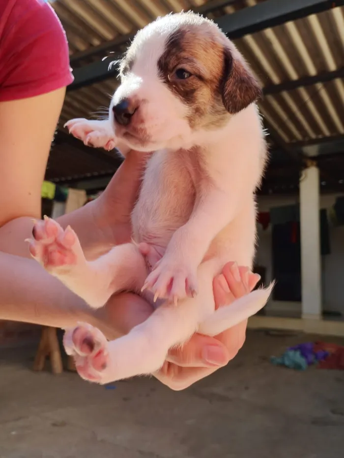 Cachorro raça SRD-ViraLata idade Abaixo de 2 meses nome Sem nome ainda