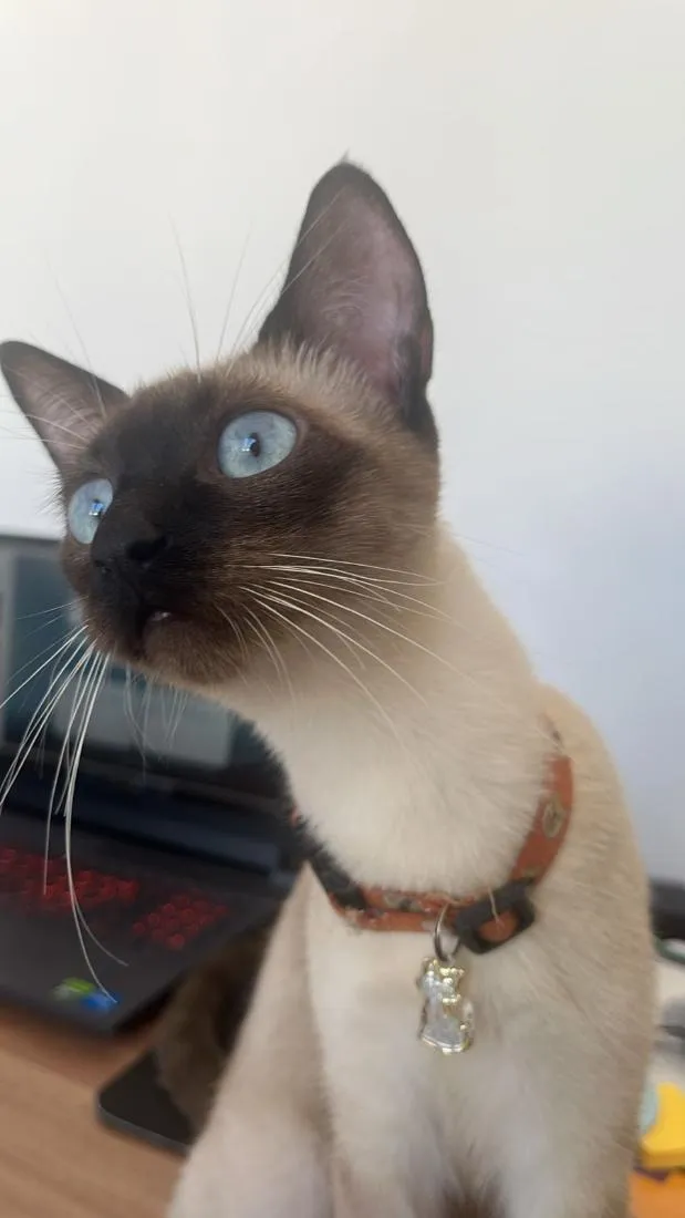 Gato raça Siamês idade 1 ano nome Sagwa e Pitica