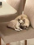 Sagwa e Pitica