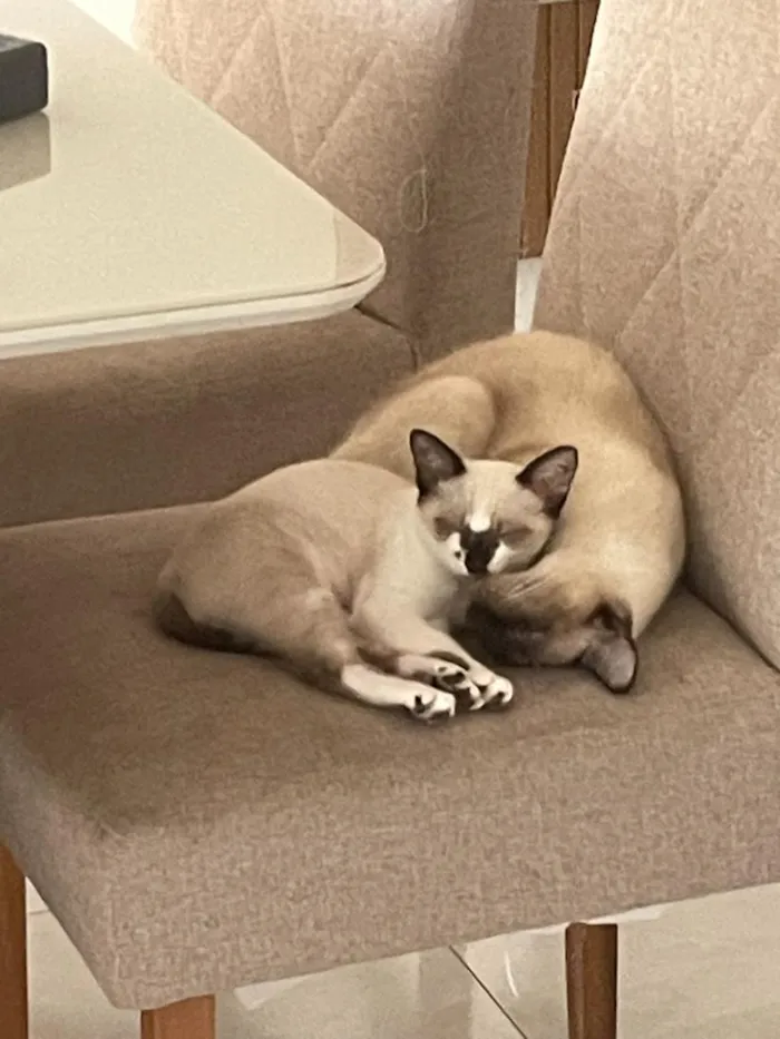 Gato raça Siamês idade 1 ano nome Sagwa e Pitica
