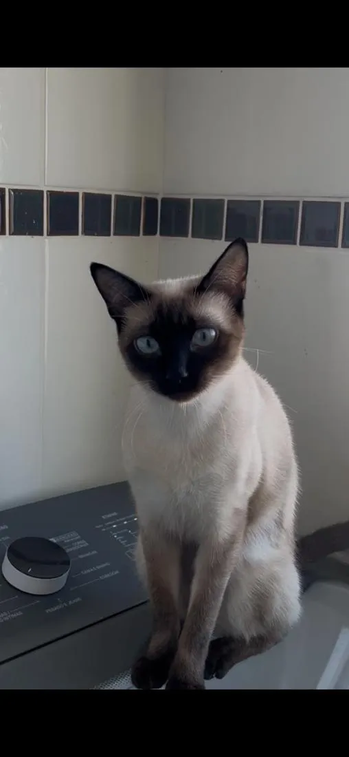 Gato raça Siamês idade 1 ano nome Sagwa e Pitica