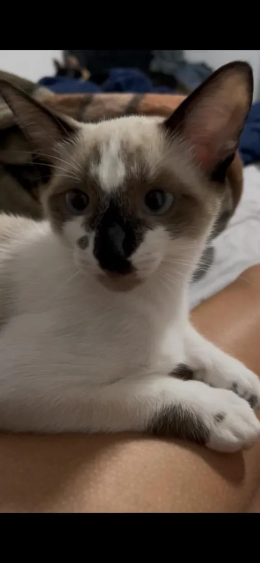 Gato raça Siamês idade 1 ano nome Sagwa e Pitica
