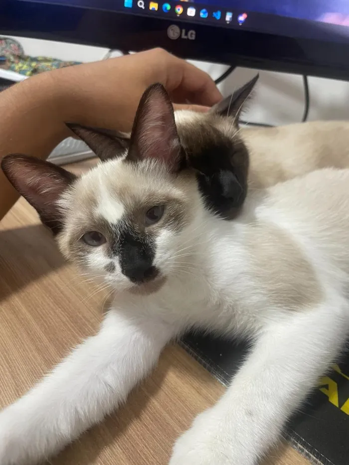 Gato raça Siamês idade 1 ano nome Sagwa e Pitica