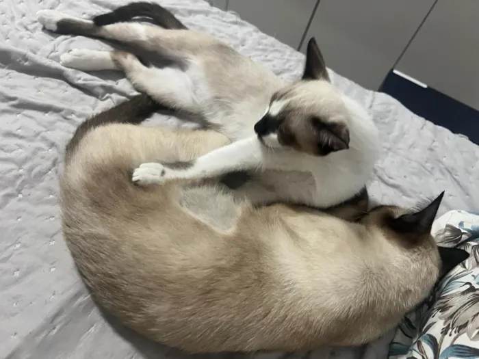Gato raça Siamês idade 1 ano nome Sagwa e Pitica