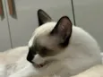 Sagwa e Pitica