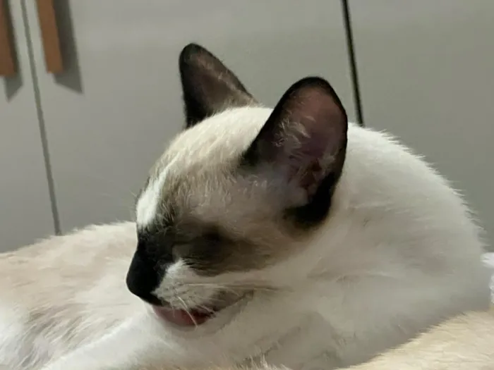 Gato raça Siamês idade 1 ano nome Sagwa e Pitica