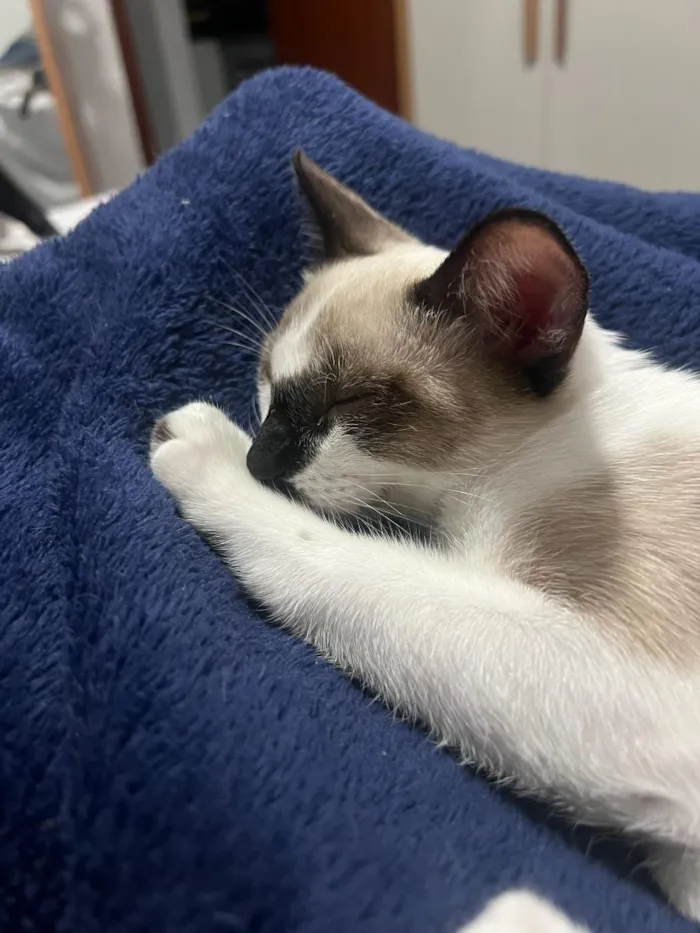 Gato raça Siamês idade 1 ano nome Sagwa e Pitica