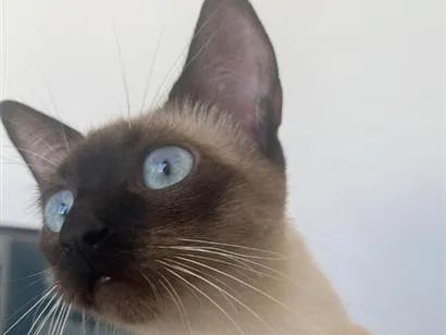 Gato raça Siamês idade 1 ano nome Sagwa e Pitica