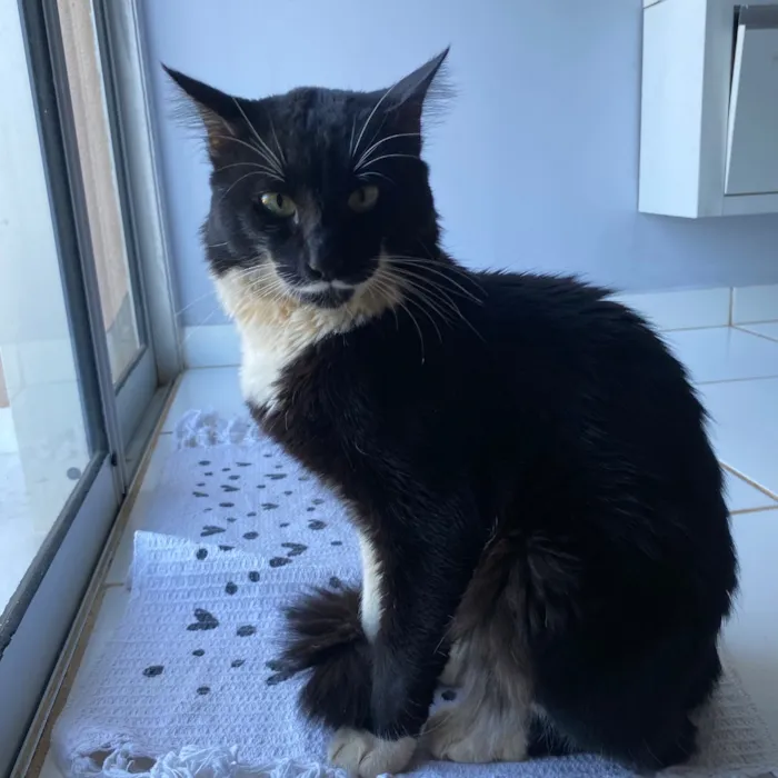 Gato raça SRD-ViraLata idade 2 anos nome Marquês 