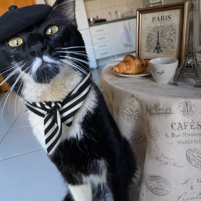 Gato raça SRD-ViraLata idade 2 anos nome Marquês 