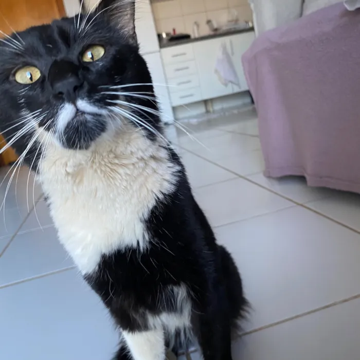 Gato raça SRD-ViraLata idade 2 anos nome Marquês 