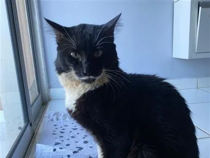 Gato raça SRD-ViraLata idade 2 anos nome Marquês 