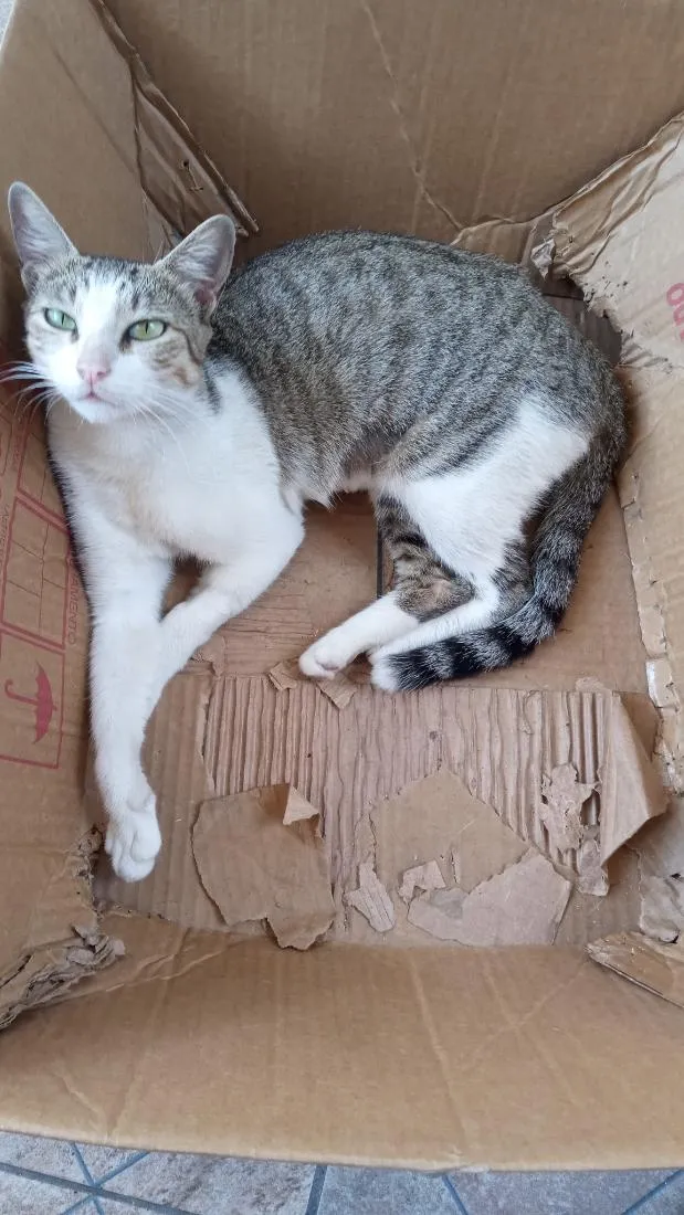 Gato raça SRD-ViraLata idade 2 a 6 meses nome Shakira 