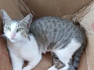 Gato raça SRD-ViraLata idade 2 a 6 meses nome Shakira 