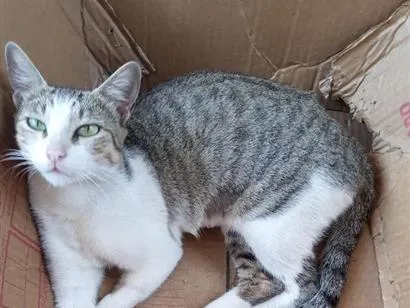 Gato raça SRD-ViraLata idade 2 a 6 meses nome Shakira 