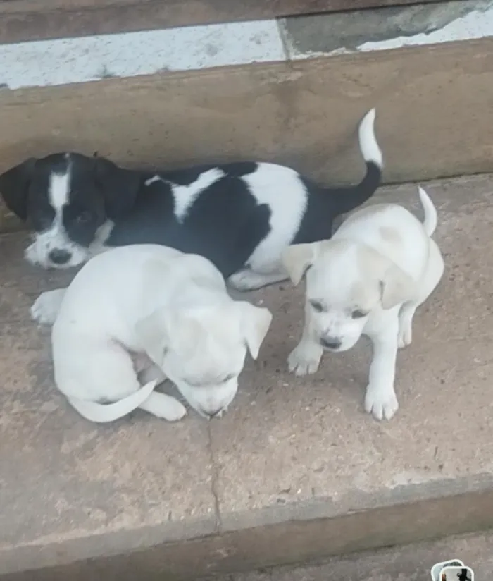 Cachorro raça SRD-ViraLata idade Abaixo de 2 meses nome Filhotes fêmeas 